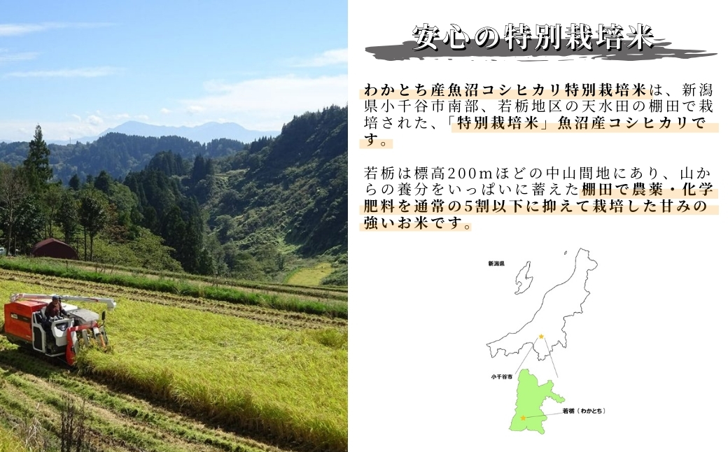 【令和7年産 定期便】【毎月お届け】わかとち産 魚沼コシヒカリ 特別栽培 棚田米 5kg×6回 白米 精米  先行予約 新潟県産 コシヒカリ