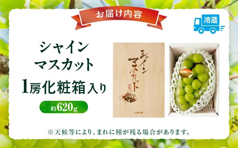 【8月31日（夏休み）までの期間限定!!】シャインマスカット　1房（約620g）化粧箱入り | シャインマスカット マスカット ぶどう ブドウ 葡萄 果物 フルーツ 新鮮 くだもの 国産 ギフト お裾