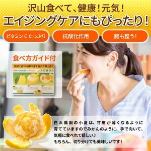 【先行予約】訳あり小夏3.5キロ （白浜農園の減農薬小夏）～訳ありには、訳がある～柑橘 みかん フルーツ 日向夏【R00788】