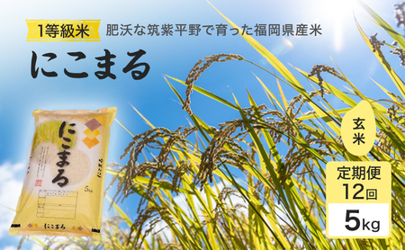 にこまる 1等級米 玄米 令和7年産 にこまる【5kg】【定期便 全12回】