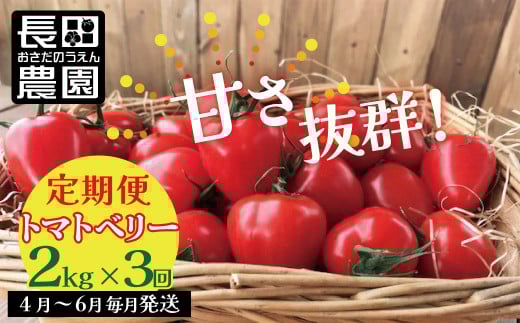 【4月～6月の定期便】たっぷり約2㎏×3回！ 人気No.1トマトベリーの定期便 野菜ソムリエサミット 金賞 受賞 長田農園 産地直送 トマト とまと 野菜 やさい フルーツ サラダ 濃厚 甘い ご褒美 プレゼント 美容 健康 リピート多数 人気 高評価 数量限定 碧南市 H004-131