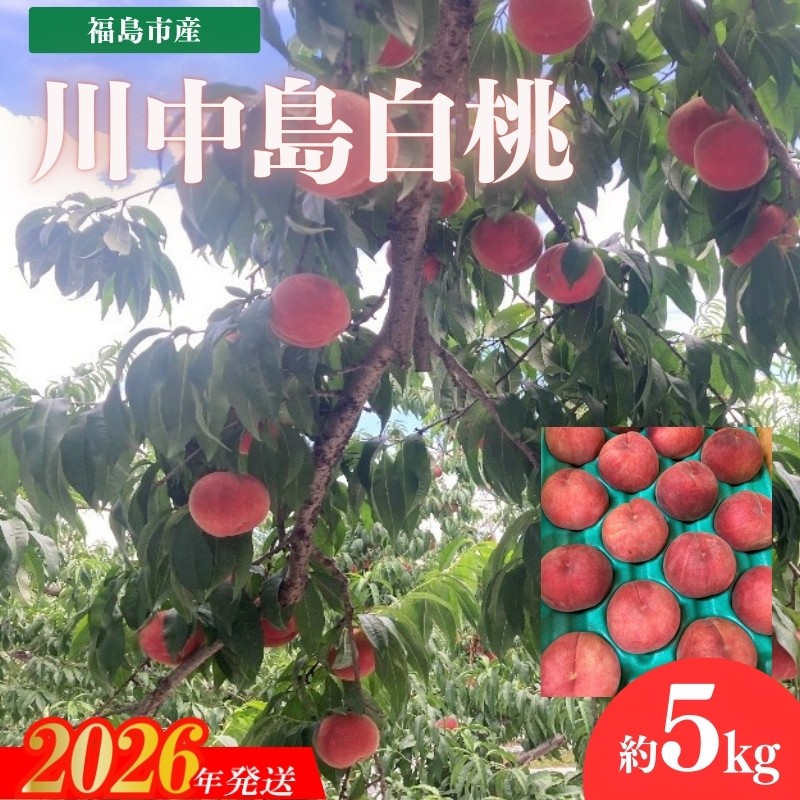 
                  No.3266 安斎果樹園  福島のもも 「川中島白桃」約5kg（13玉～15玉）【2026年発送 先行予約】
                