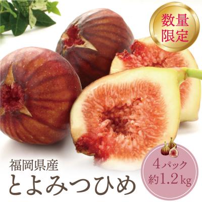 ふるさと納税 福智町 ★9/30まで★【2026年発送】とよみつひめイチジク(4パック)