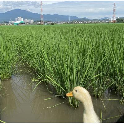 ふるさと納税 伊勢原市 【先行受付】新米[令和7年産]伊勢原産 精米 10kg はるみ 農家直送!加藤さんちのうんめぇ米 |  | 02