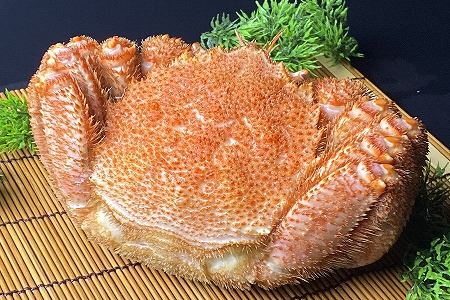 【年内配送可】【北海道根室産】毛がに600g前後×1尾 B-21006