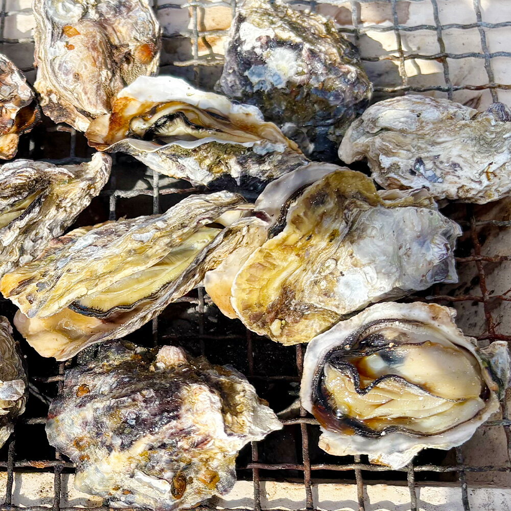 【ふるさと納税】【選べる容量】【先行予約】 加熱用 殻付き牡蠣 真牡蠣 約1kg / 約2kg 牡蠣 かき カキ 海鮮 海産物 生ガキ 生牡蠣 調理用 牡蠣飯 カキ飯 電子レンジ調理 牡蠣鍋 カキフライ 酒蒸し 冷蔵 大阪府 阪南市 送料無料 【2026年2月上旬-3月上旬発送予定】