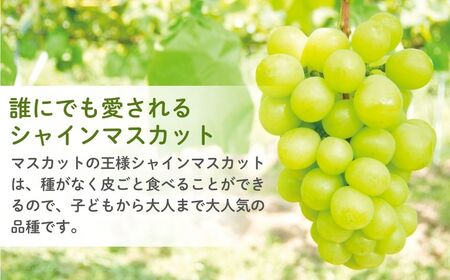 [先行受付]もてぎ育ちのシャインマスカット 約800g（2房）| ｼｬｲﾝﾏｽｶｯﾄ ｼｬｲﾝﾏｽｶｯﾄ ｼｬｲﾝﾏｽｶｯﾄ ｼｬｲﾝﾏｽｶｯﾄ ｼｬｲﾝﾏｽｶｯﾄ