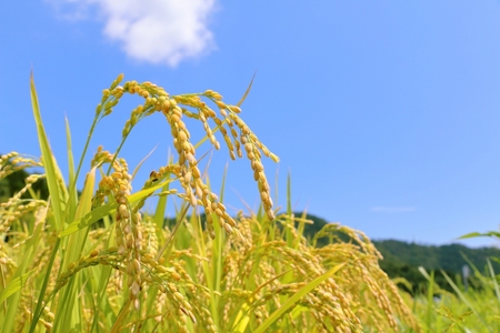 令和7年産 米 5㎏ はれわたり 青森県産 （精米）青森県 五所川原市