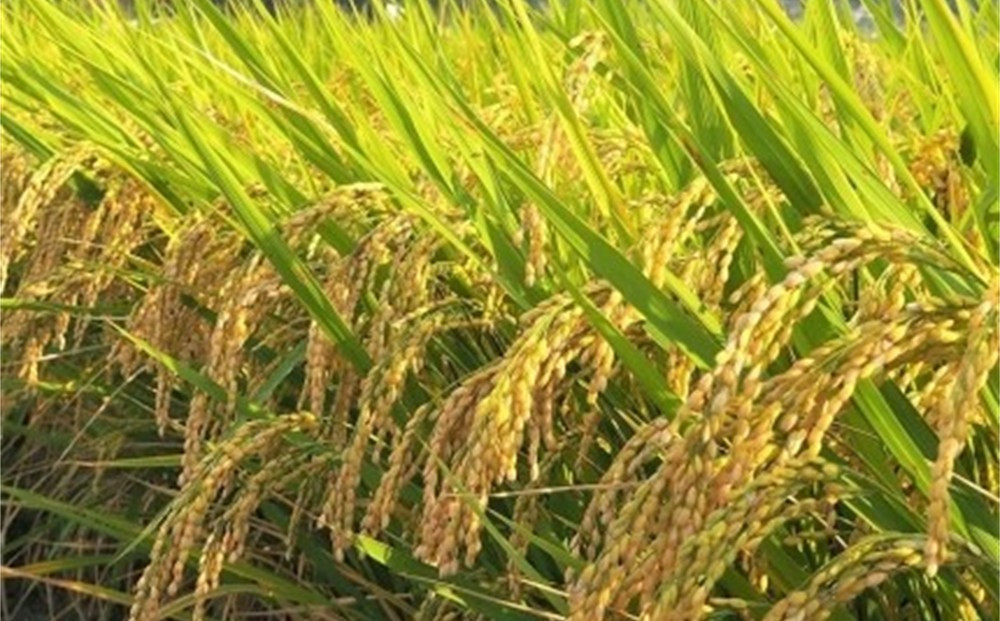 【 12ヶ月定期便】内子からり米　令和7年産ヒノヒカリ（玄米10kg×1袋）×12ヶ月【北海道・沖縄配送不可】