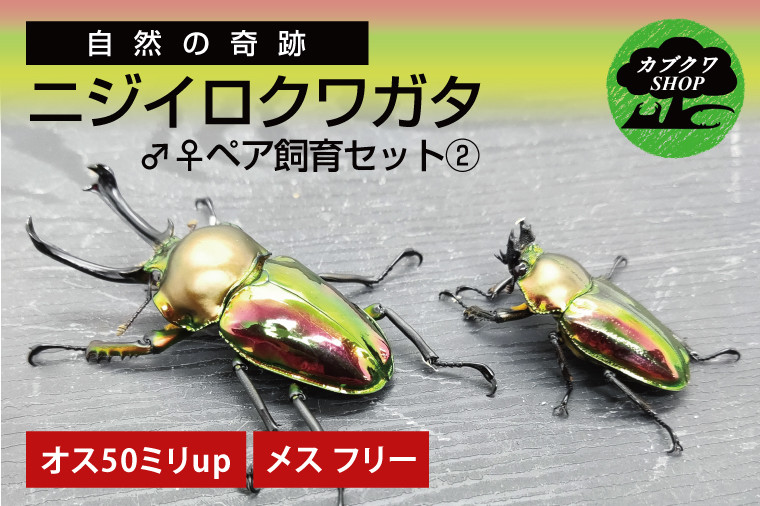 
            ニジイロクワガタ オスメス ペア飼育セット②【クワガタ クワガタムシ  昆虫 虫 国産 飼育 セット 夏休み 自由研究 鹿嶋市 茨城県】（KBY-10）
          