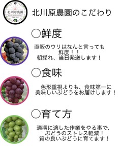 シャインマスカット 約1kg(2房 ~ 3房) ｜ シャインマスカット