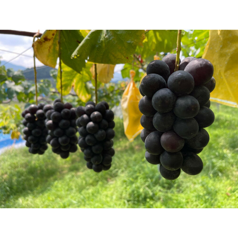 【ふるさと納税】［先行予約］和歌山 有田産 種なし BKシードレス 約1kg 2～3房 ［2026年8月下旬より順次発送予定］ | フルーツ 果物 くだもの 食品 人気 おすすめ 送料無料 数量限定 ぶどう お取り寄せ グルメ 期間限定