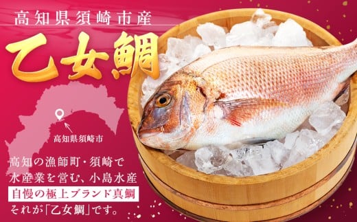 鯛 まるごと 1尾 ( 900g ～ 1kg ）下処理なし 産地直送 高知県 乙女鯛 小島水産 ブランド鯛 真鯛 新鮮 魚 鮮魚 ブランド 尾頭付き 刺身 お刺身 鯛めし 鯛鍋 鯛しゃぶ パエリア 高