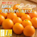 【ふるさと納税】期間限定《糖度18度以上》完熟きんかん「たまたまエクセレント」2Lサイズ 1kg 令和7年産 宮崎特産 丸かじりで美味しい金柑 大粒 ジューシー みずみずしい 九州産 宮崎県高原町 産地直送 ギフト 贈答 柑橘 みかん 送料無料 宮崎ブランド 故郷納税 15000円