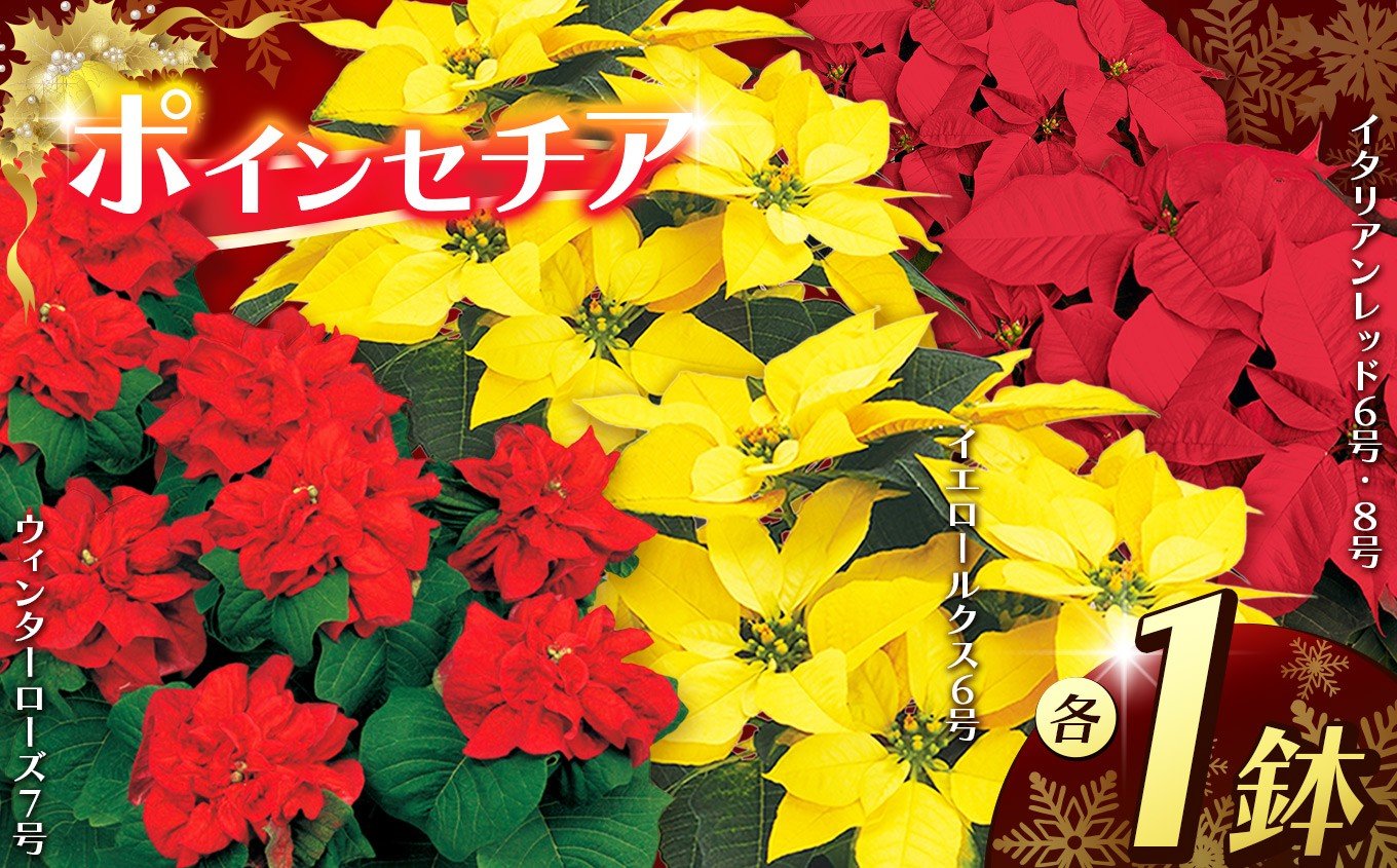 
            ポインセチア 選べる品種 | 11月発送 鉢植え 花 園芸 イタリアンレッド 8号鉢 イエロールクス 6号鉢 イタリアンレッド 6号鉢 ウィンターローズ 7号鉢 クリスマス 贈り物 ギフト 室内インテリア 観葉植物 栃木県 下野市 送料無料
          