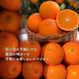 愛果28号 家庭用 お試し1kg(4～5個) 【先行予約 2025年11月下旬から発送】 | 愛果 あいか 紅まどんな 紅マドンナ と 同品種 みかん まどんな ワケアリ 訳あり B品 柑橘 みかん 