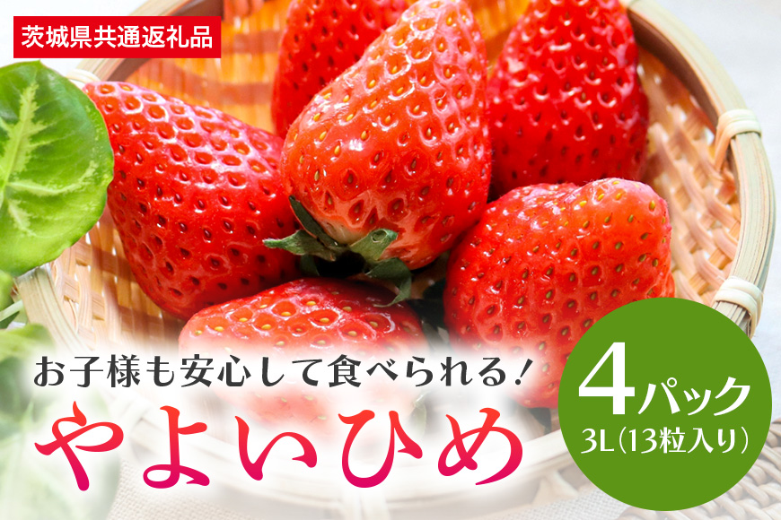 【数量限定・先行予約】やよいひめ 3L（13粒入り）×4パック 1kg以上 いちご イチゴ 苺 フルーツ 果物 くだもの 国産 茨城県産 高糖度 甘い ＜2026年1月中旬～3月上旬発送予定＞ （茨城県共通返礼品 石岡市） 71-B