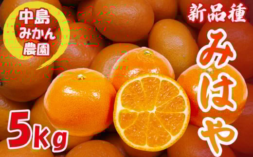 【2025年12月から発送】みはや 家庭用5kg 新品種 紅いダイヤ 数量選択可 中島みかん農園｜先行予約 みかん 蜜柑 柑橘 甘い 中島 温州 数量 限定 愛媛 松山