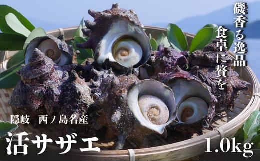 コリ旨！獲れたて鮮度抜群 島獲れ活サザエ1.0kg大満足セット - 磯の香りと海の恵みを食卓へ冷蔵便 サザエ 栄螺 貝 海鮮 BBQ さざえご飯 壺焼き 刺身 バーベキュー ギフト お中元 御中元　島サザエ　新鮮