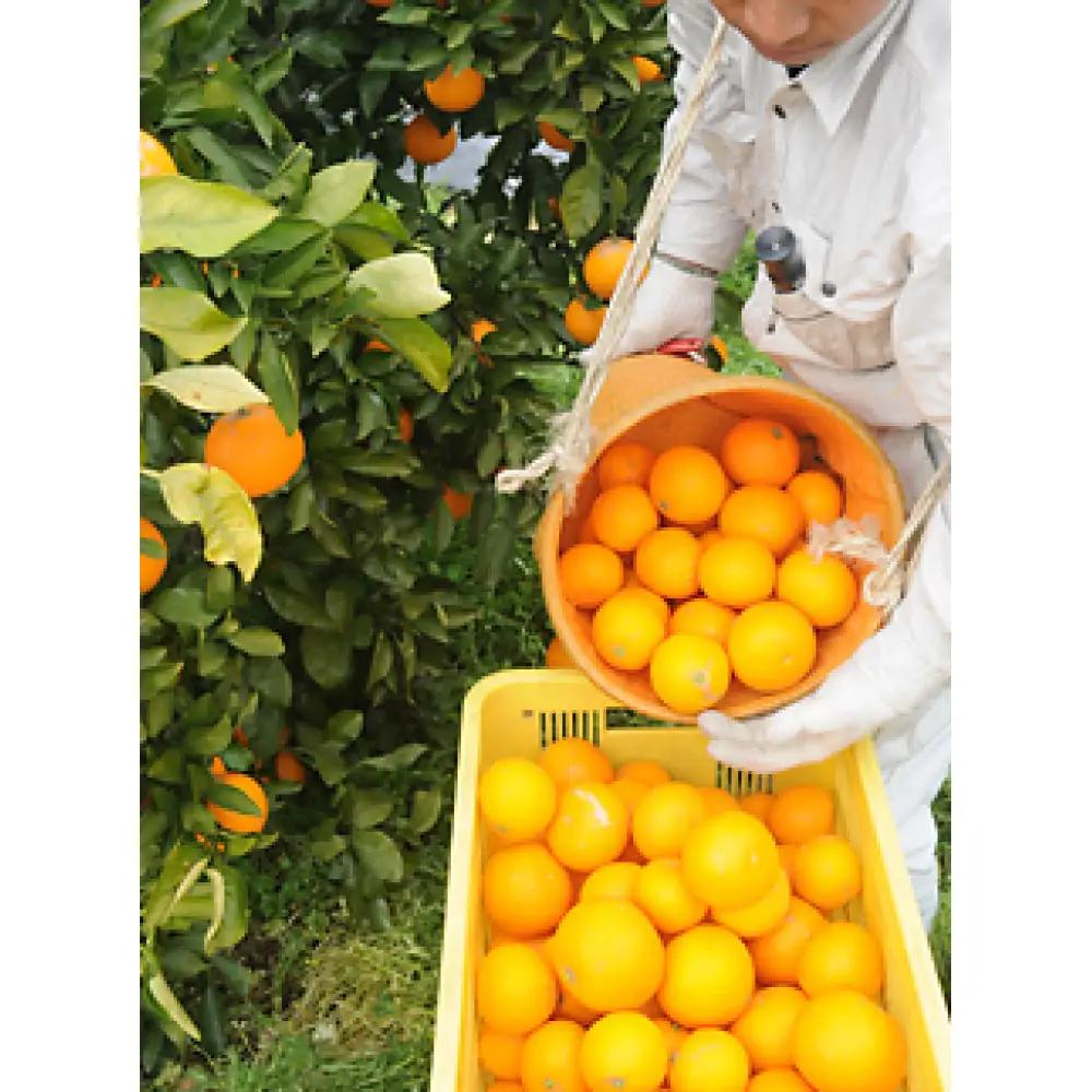 清見オレンジ 約3kg 《2027年3月から出荷予定》期間限定 フルーツ 果物 清見オレンジ みかん