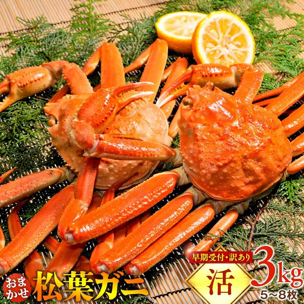 【早期受付】【活】訳あり 松葉ガニ おまかせ3kg（5～8枚）| カニ 松葉ガニ 大容量 ※着日指定不可※2026年11月上旬頃から順次発送予定