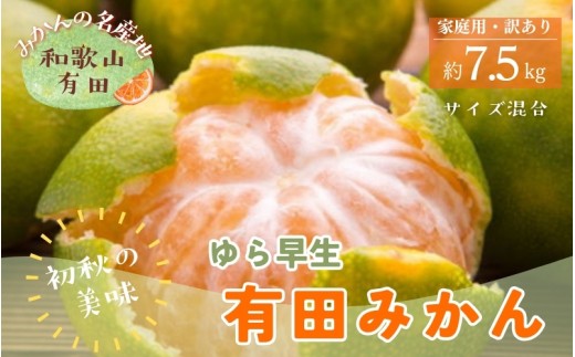 
                  【初秋の美味】ご家庭用ゆら早生有田みかん　約7.5kg+200g(傷み補償分)【サイズ混合】【2026年10月中旬～11月上旬頃に順次発送予定】【ard255】
                