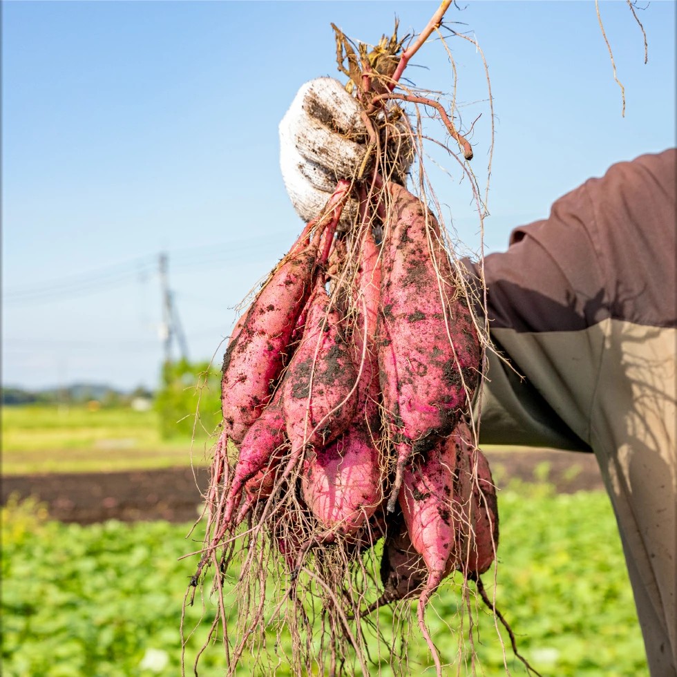 鹿児島県鹿屋産 紅はるか 生芋 2Lサイズ 3kg　KN021-043-01