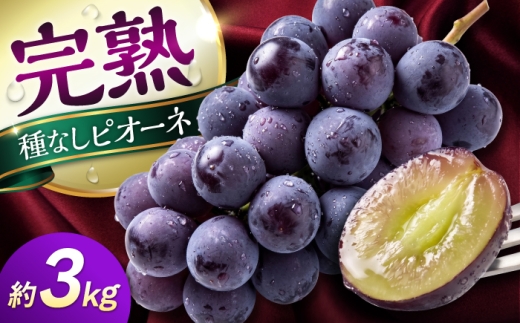 【先行予約】【2026年8月下旬発送開始】熊本県産 種なしピオーネ 約3kg / ぶどう ブドウ ぴおーね 葡萄 budou grape フルーツ fruits 完熟ぶどう 果物 くだもの ぶどう 種なし 旬 ぶどう ピオーネ 熊本県 合志市【有限会社 高司農園】 [AYDP002]