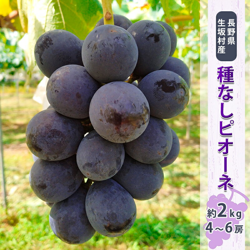 【ふるさと納税】【2026年先行予約】ぶどう ピオーネ 約1.7kg~2kg (4~6房) 種なし ブドウ 信州直送 | 長野県産 種無し 葡萄 くだもの ギフト プレゼント | 令和8年9月上旬～下旬頃順次発送予定 | 長野県 生坂村 [小さな果樹園 ぷてぃ・べるじぇ]