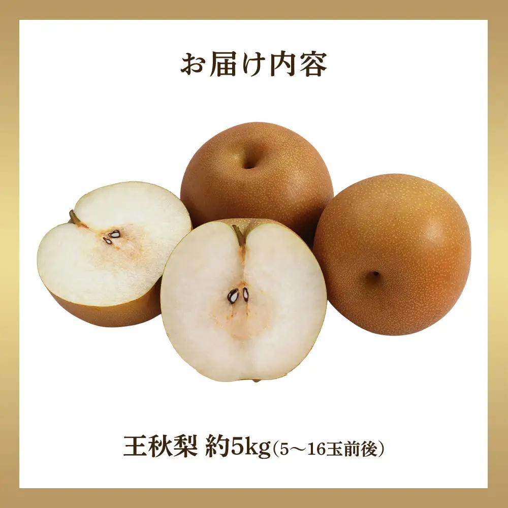 梨 王秋梨 5kg 前後（5～16玉前後）先行予約 ※2026年10月下旬～12月上旬頃に順次発送予定