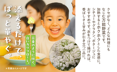 白カリフローレ　2個