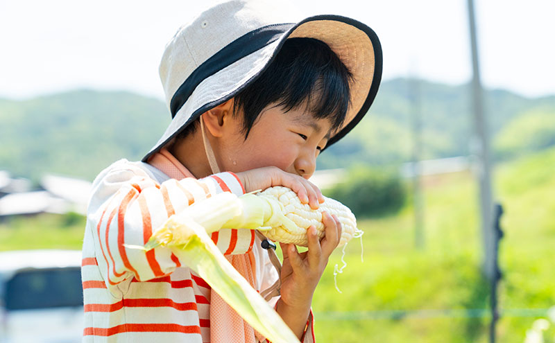 濃い甘さの白いとうもろこし（ホワイトコーン）　5本×2箱　個包装 とうもろこし トウモロコシ コーン 白いとうもろこし ホワイトコーン 朝どり 甘い 旬 兵庫県 洲本市 淡路島