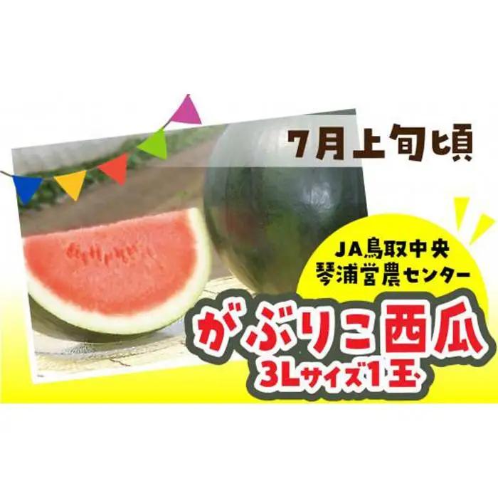 【先行予約】数量限定 鳥取県産 がぶりこ西瓜 1玉（3L）|すいか スイカ