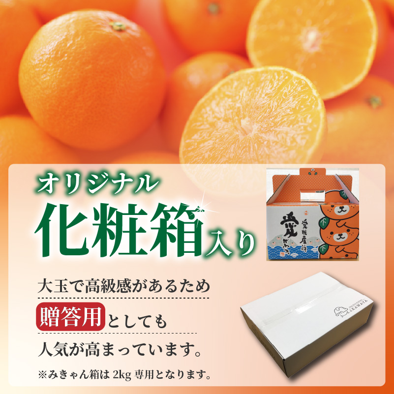 愛媛 みかん 愛果28号 贈答用 2kg あいか 【先行予約 2025年12月上旬から発送】 |  紅まどんな と同品種 柑橘 みかん まどんな 柑橘 みかん 果物  おすすめ 高級 人気 お取り寄せ