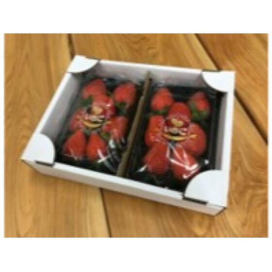 【ふるさと納税】いちご大粒パックおまかせセット[52210514] 果物類 苺 イチゴ フルーツ 2パック 　お届け：2025年12月より順次発送
