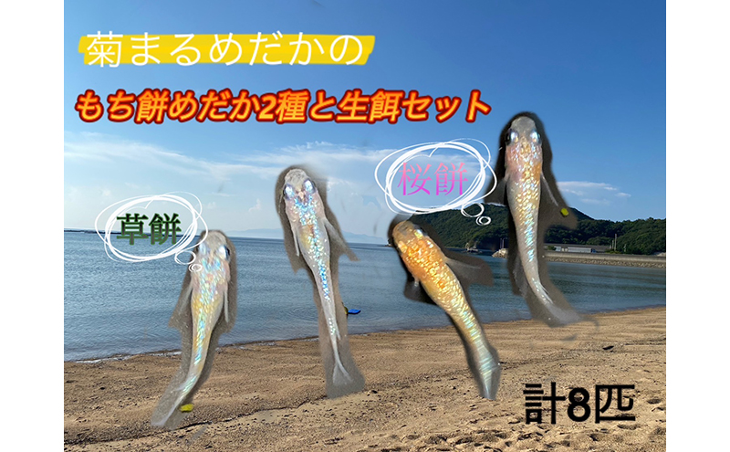 菊まるめだかの【もち餅めだか2種生餌セット】計8匹 メダカ 幼魚～若魚 1.5cm～2.0cm 生体 ペット ミジンコ ゾウリムシ