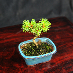 赤石の泉 赤石 五葉松（鉢植え） F-128【現品限り】【配送地限定】