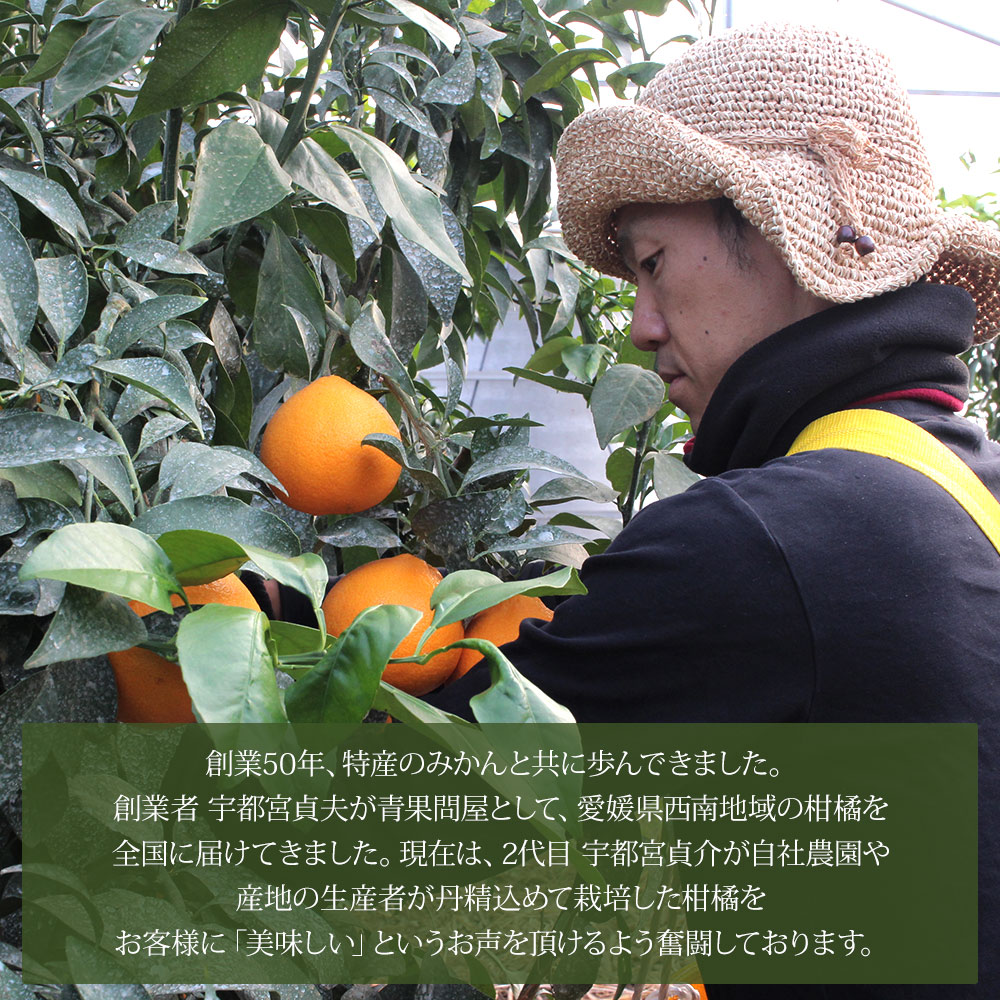 【先行予約】＜極早生小玉みかん ご家庭用 約4kg＞ ご家庭用 果物 フルーツ みかん ミカン 蜜柑 4キロ オレンジ 柑橘 食べて応援 特産品 宇都宮物産 愛媛県 西予市 【常温】『2026年9月下