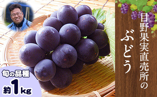 ぶどう 約 1kg 《8月上旬-9月上旬頃出荷》 旬の品種 ( 巨峰 or 藤稔 or ブラックビート or ピオーネ ) 目野果実直売所 フルーツ 果物 新鮮