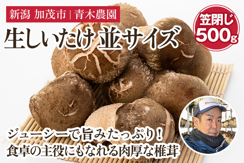
            生しいたけ 並サイズ（笠閉じ） 約500g（11～17個）《順次出荷》 品評会で金賞受賞！ きのこ しいたけ 椎茸 特大 食べ応えある大きさ 肉厚で旨味たっぷり！ 加茂市 青木農園
          