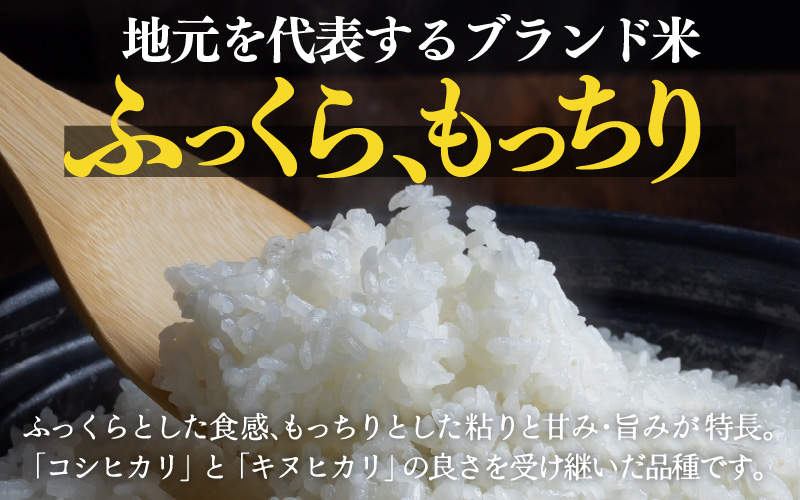 定期便 ≪12ヶ月連続お届け≫ 令和7年産 あきさかり 無洗米 10kg×12回（計120kg） ／ 米 10キロ 福井県産 ブランド米 あきさかり ご飯 白米 新鮮 高品質米 [aw121-p003