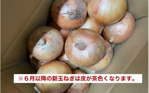 【Hope Will】新玉ねぎ　シャーロットオニオン 