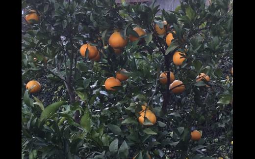 はるみ(写真はイメージです)