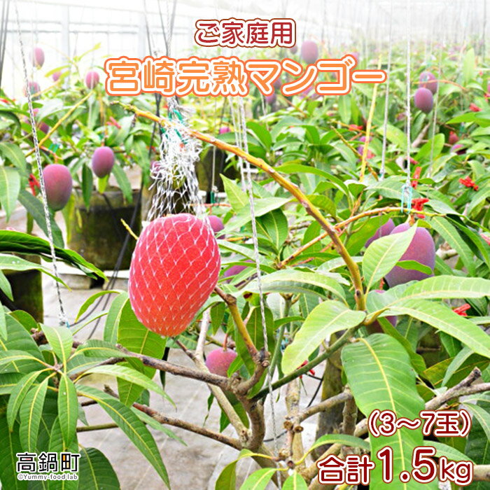 予約＜宮崎県産完熟マンゴー 1.5kg ご家庭用（3〜7玉）＞ ※2023年6月上旬〜9月上旬迄に順次出荷 特産品 フルーツ 果物 宮崎県 高鍋町【冷蔵】