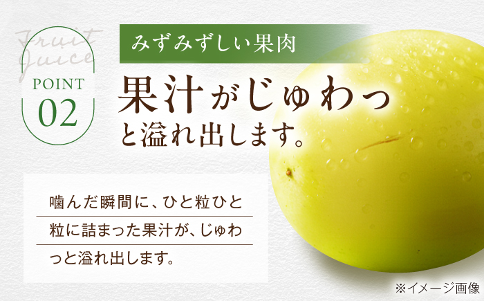 【先行予約】【2026年9月上旬より順次発送】秀品 シャインマスカット約2kg（3〜5房）　愛媛県大洲市/沢井青果有限会社 [AGBN006] シャインマスカット 葡萄 マスカットぶどう 葡萄 フルー