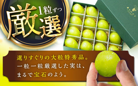 【2025年先行予約】【数量限定】贈り物におすすめ！シャインマスカット ジュエリーBOX 16粒(約300g) 島根県雲南市/ギアファーム[AIAB009]