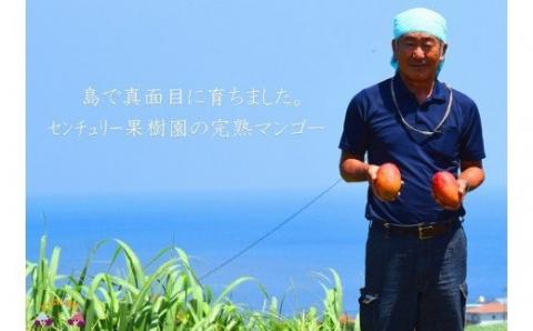《今が旬》【家庭用】徳之島センチュリー果樹園さんの完熟マンゴー2kg