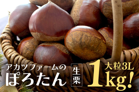 アカツファーム の ぽろたん（ 生栗 ） 特大 3Lサイズ 1kg 栗 笠間 くり クリ 大きい 大粒 茨城 国産 国産栗 和栗 甘栗 栗ご飯 栗きんとん 栗おこわ 甘露煮 マロン 秋 旬 おやつ スイーツ きんとん 冷蔵 保存料不使用 無添加 ギフト 茨城県 笠間市 GA-013