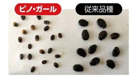 【 訳あり 】【2025年5月中旬より発送開始 】 こだまスイカ ピノ・ガール（ １玉 ） 感動必至！ タネが気にならない すいか スイカ 西瓜 旬 旬の果実 旬のフルーツ くだもの 果実 フルーツ 