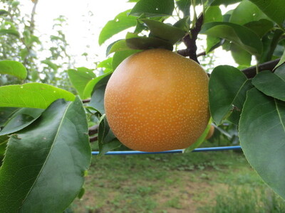 豊水約3kg（5～8個入り） 【茨城県産】